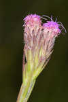 Bristleleaf chaffhead